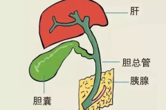 胆汁的作用,消化吸收的关键介质与生理功能解析