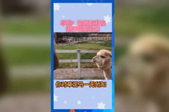 娱乐吃瓜羊,揭秘娱乐圈那些不为人知的幕后故事