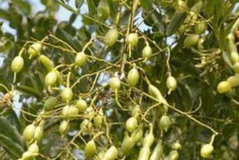 国槐种子,国槐种子培育与种植技术详解