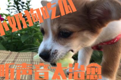 娱乐吃瓜菌小狗,揭秘娱乐圈那些不为人知的幕后故事
